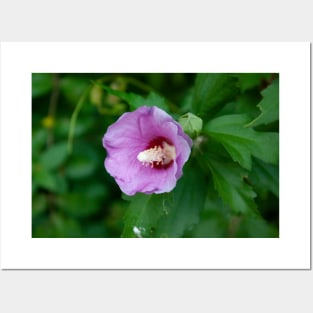 Pink hibiscus flower Posters and Art